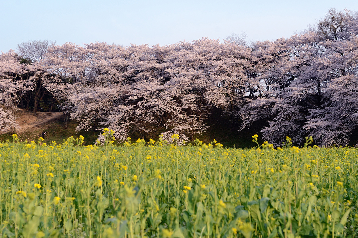 慶州　花