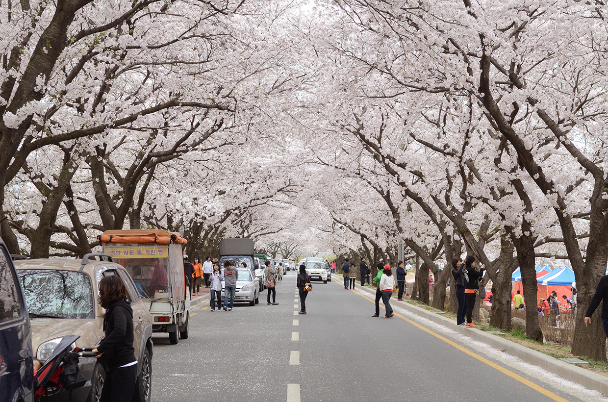 慶州　桜