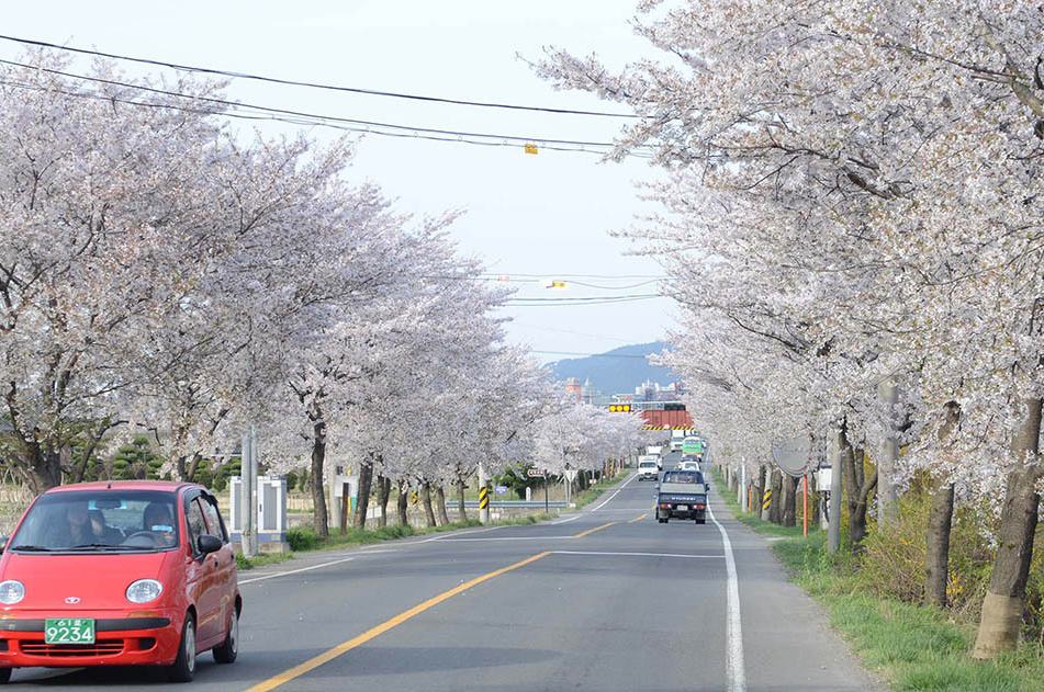 慶州 桜