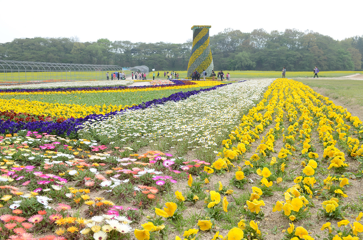 慶州　花