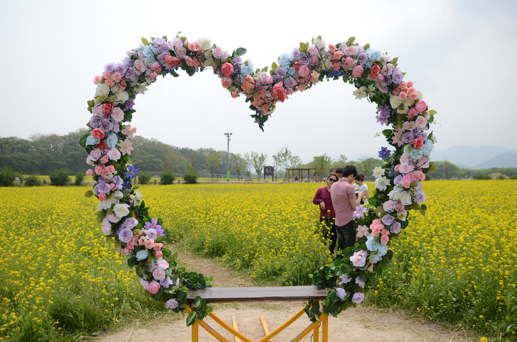 慶州　花